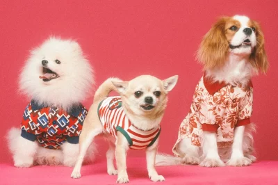 The Price Tag of Pet Fashion: The Soaring Trend of Dressing Up Our Furry Friends