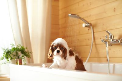 Essential Summer Care Tips for Your Beloved Canine Companion
