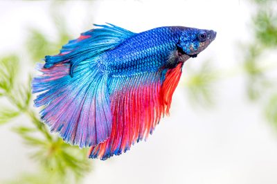 Tips for Selecting the Perfect Pet Fish