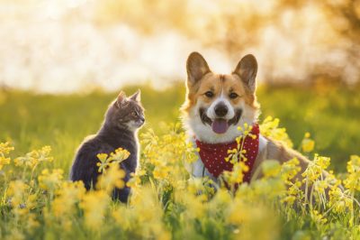 The Health Benefits of Pet Ownership: 5 Ways Pets Improve Your Well-being