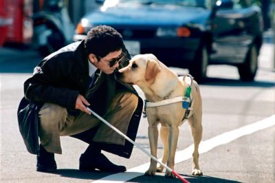 The Numerous Benefits of Assistance Dogs